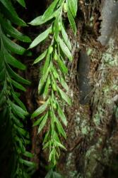 Tmesipteris elongata: aerial stem showing indeterminate growth with the apex terminated by a small leaf or sporophyll.  
 Image: L.R. Perrie © Leon Perrie 2013 CC BY-NC 3.0 NZ